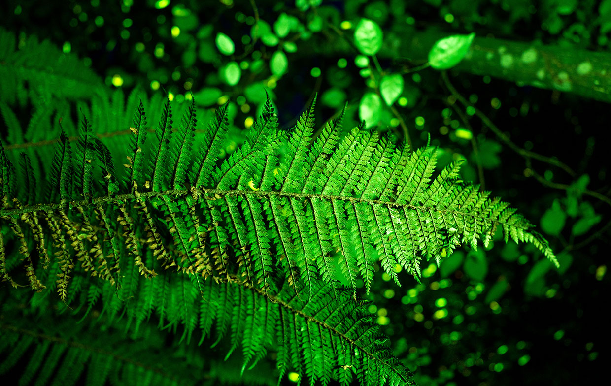 Native Fern Illuminated in LUMA Enchanted 