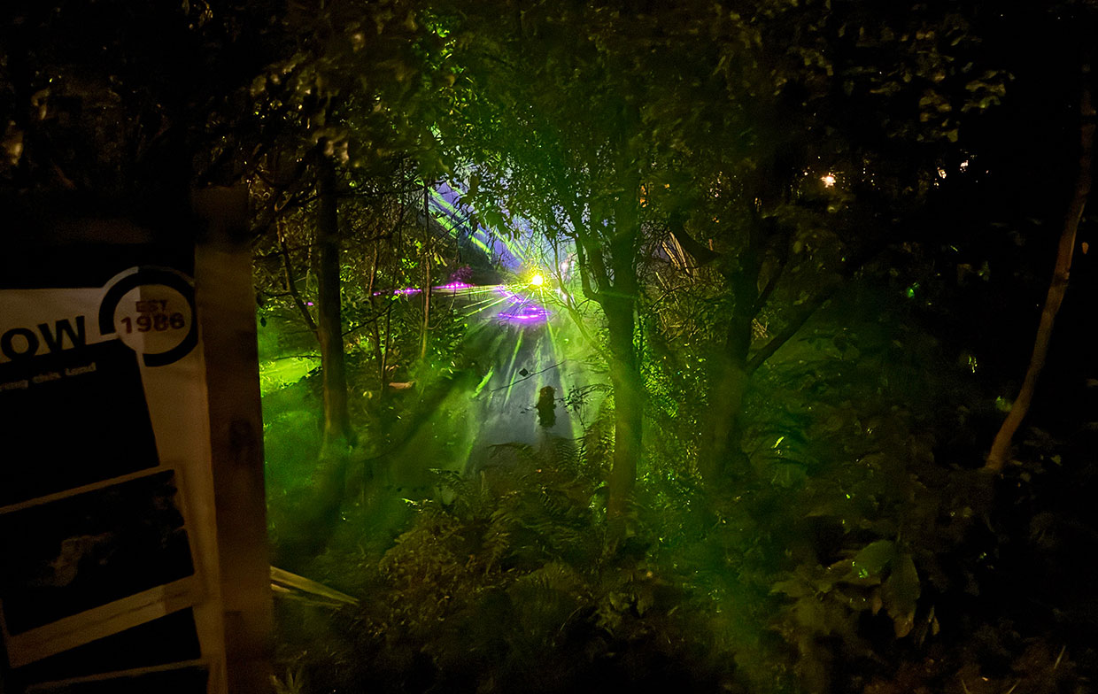 Artful Lighting Filter Through the Forest Canopy